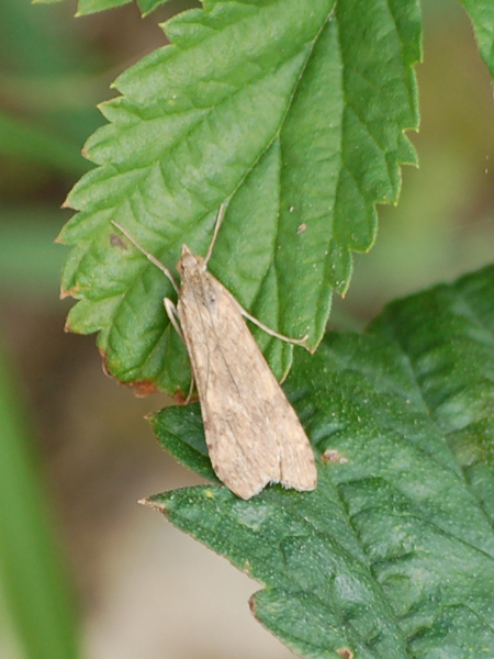 Nomophila nocyuella ?